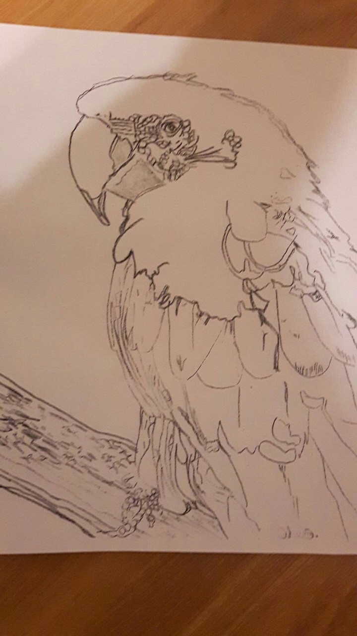 parrot