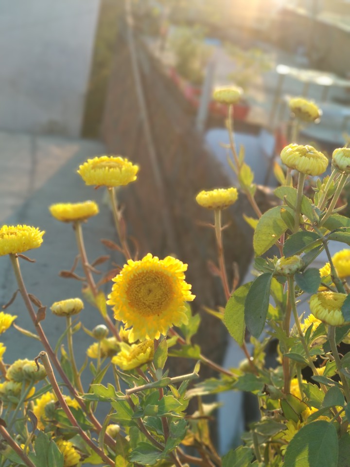 Flowers with Morning Sunshine