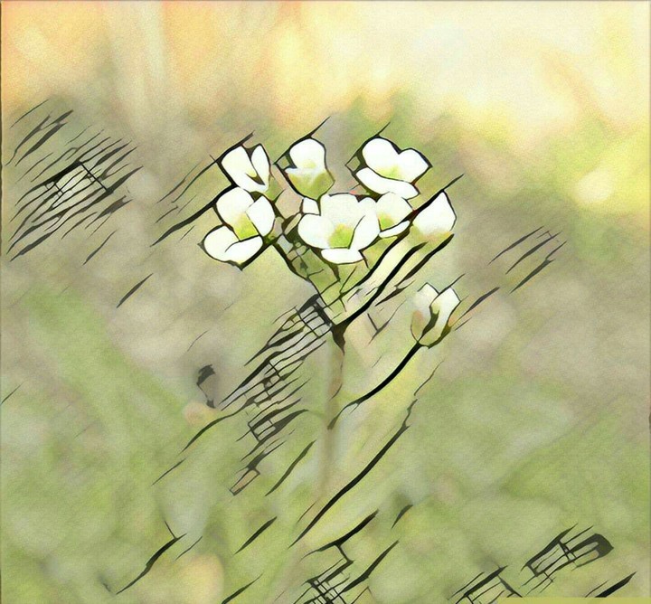 frower