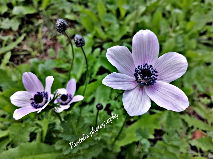 pantelis photography