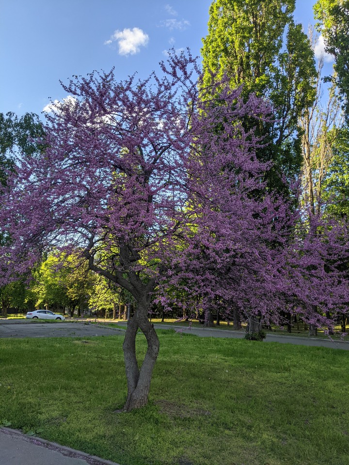 Apple tree Ukraine