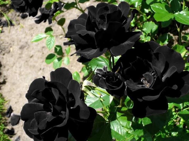 black rose