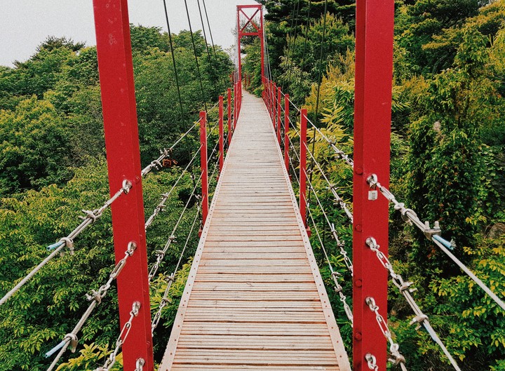 Bridge over the forest
