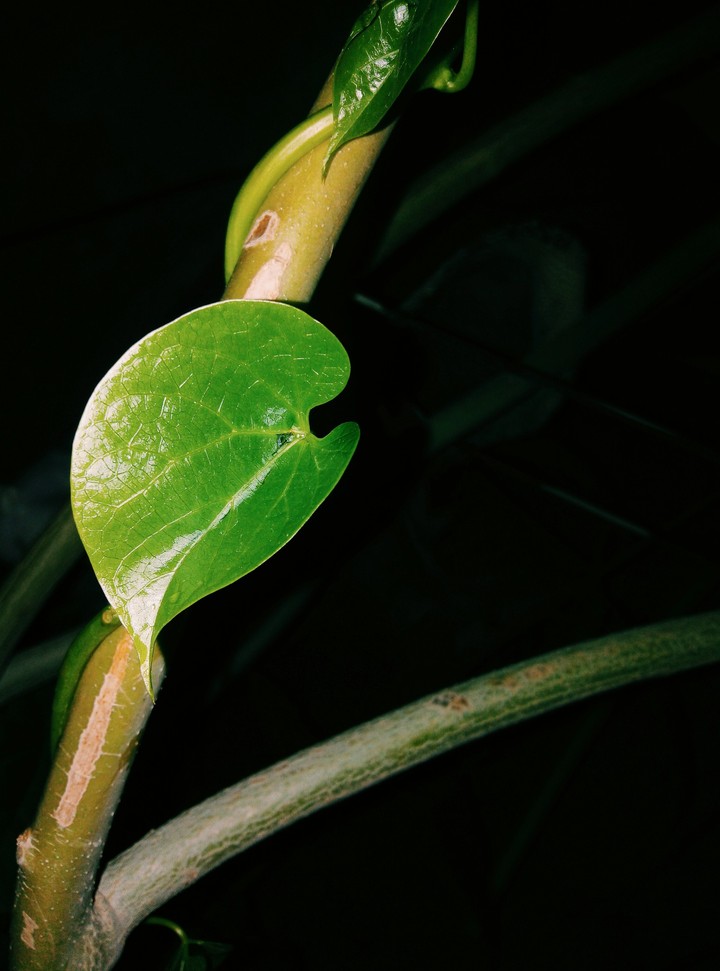 leaves
