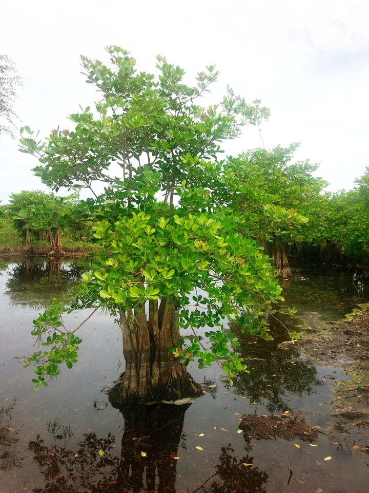 Mangrove tree