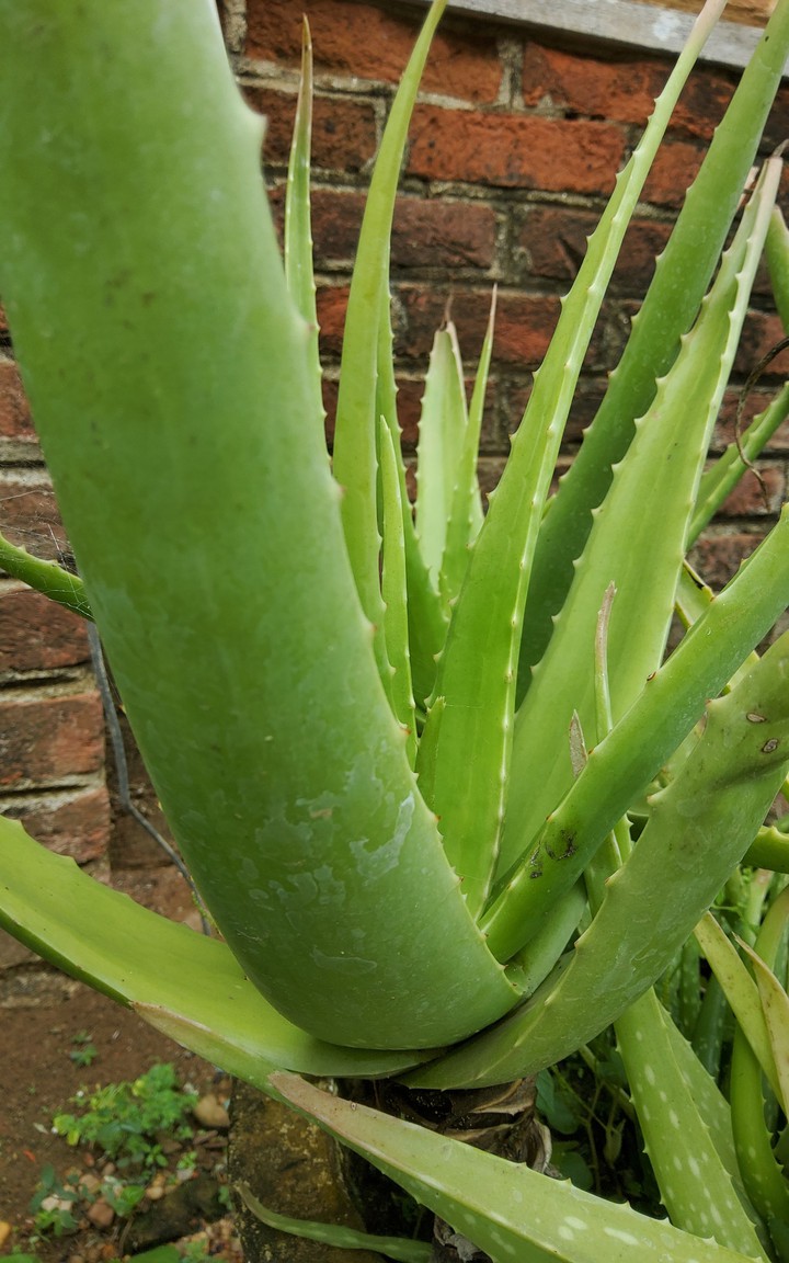aloe vera