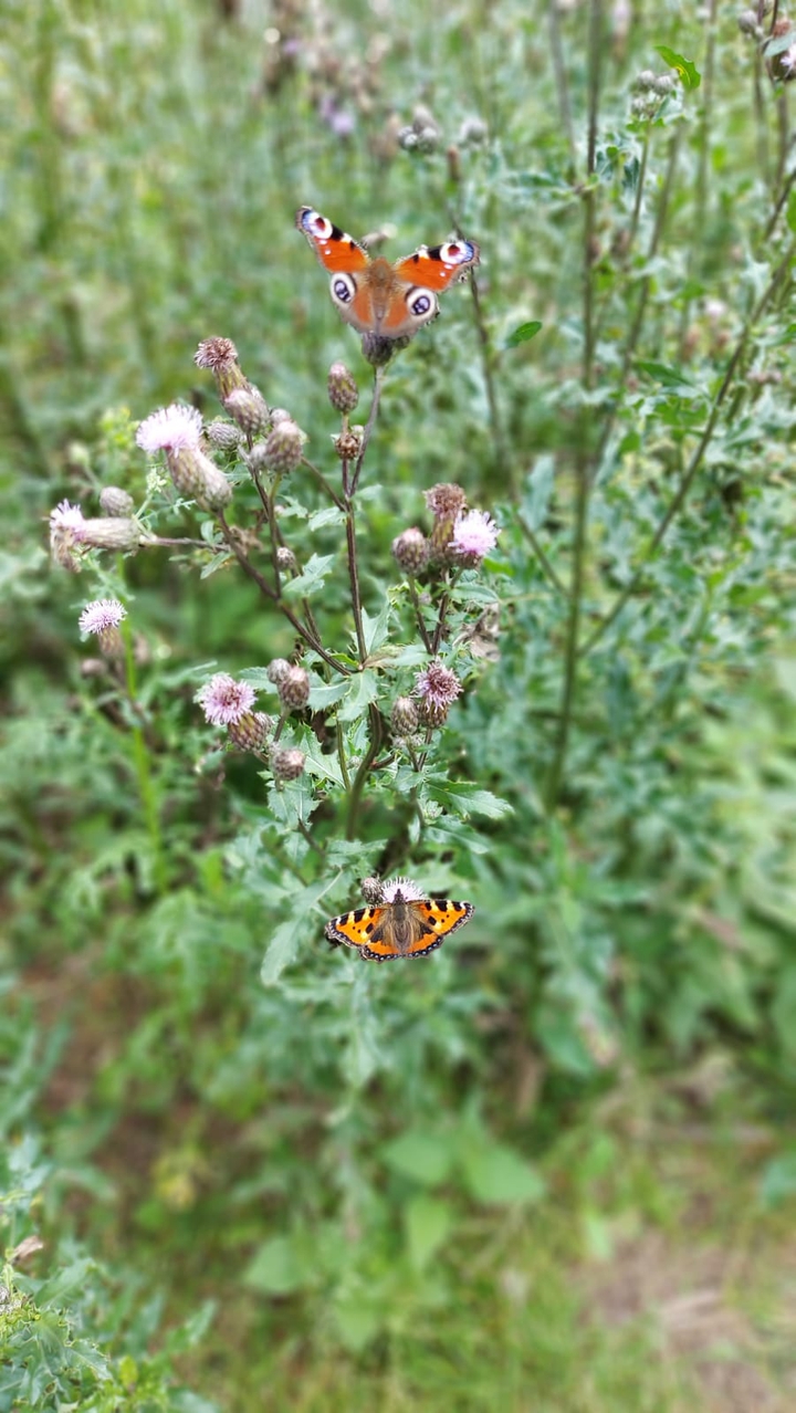 Butterfly