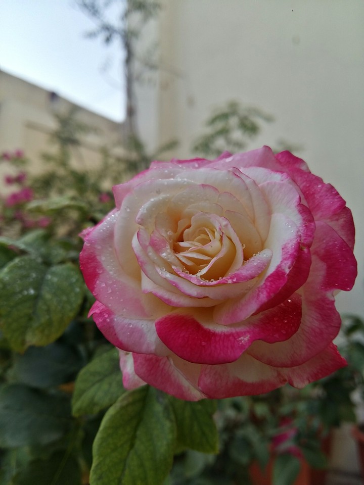 the original rose