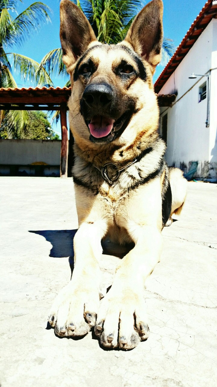 Hey dog, look at me!