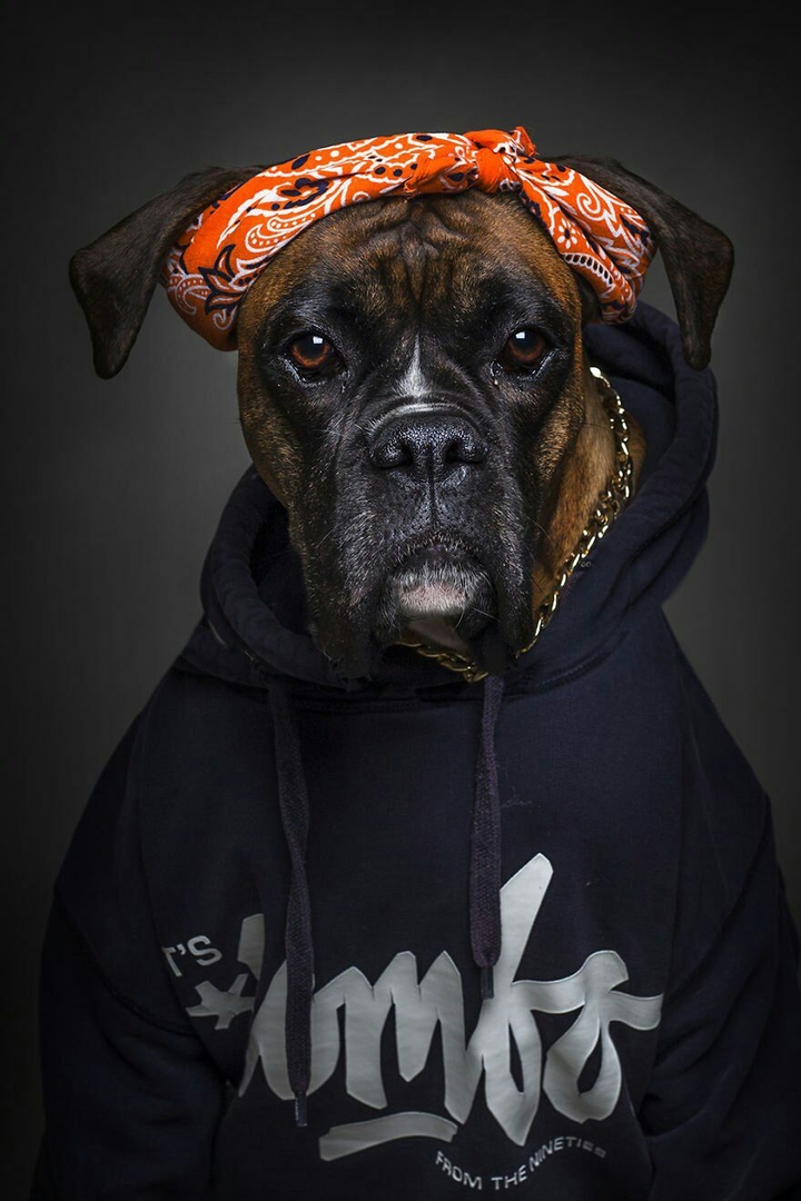 dog