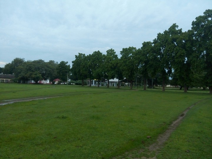 trees