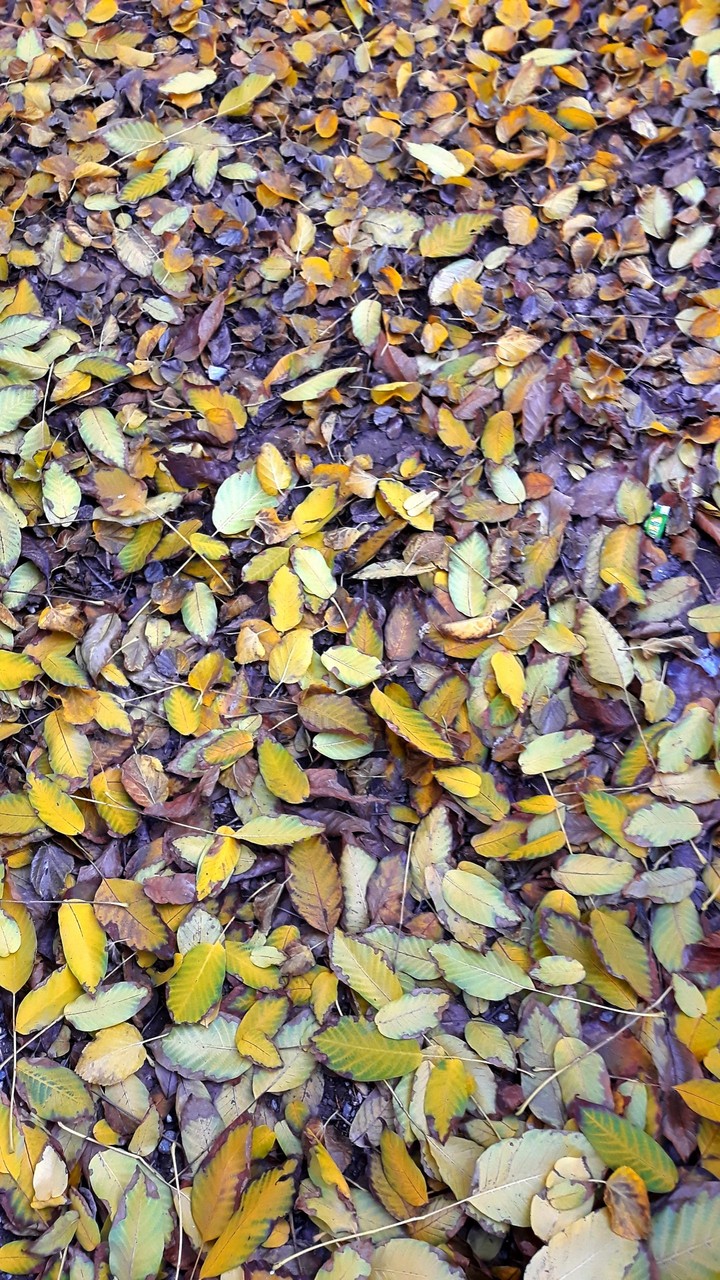 Qazvin's autumn