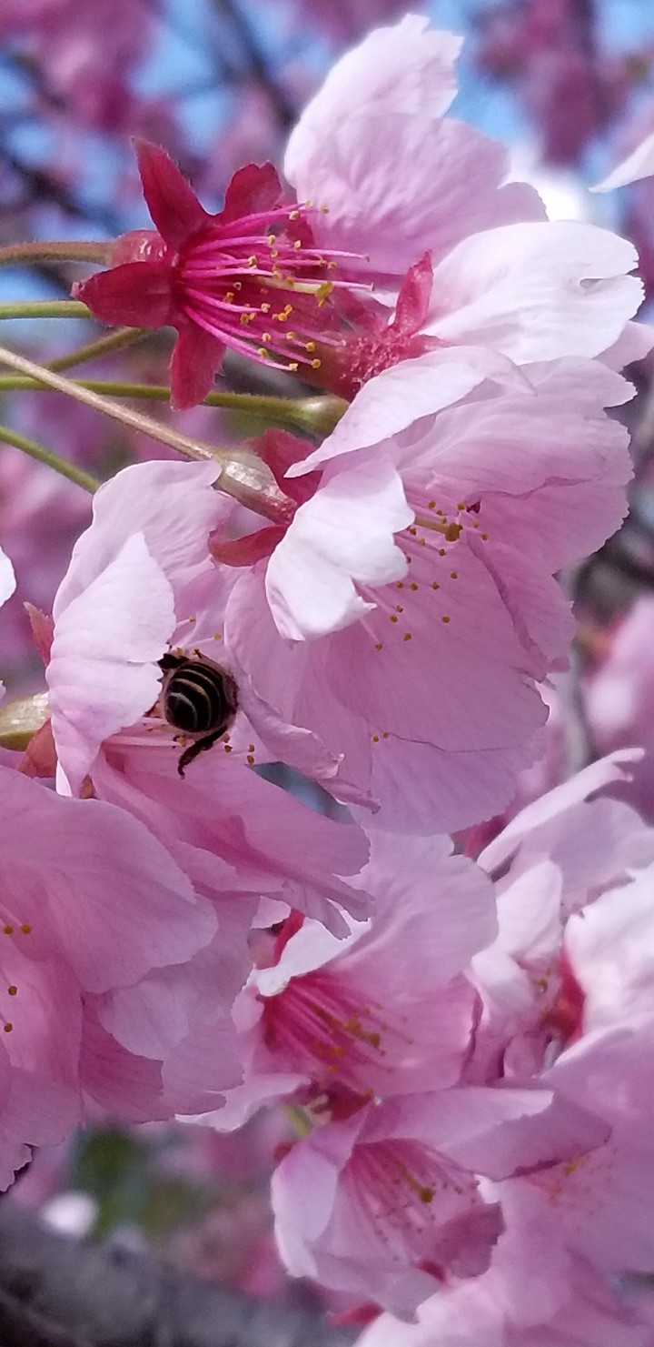 春の息吹き