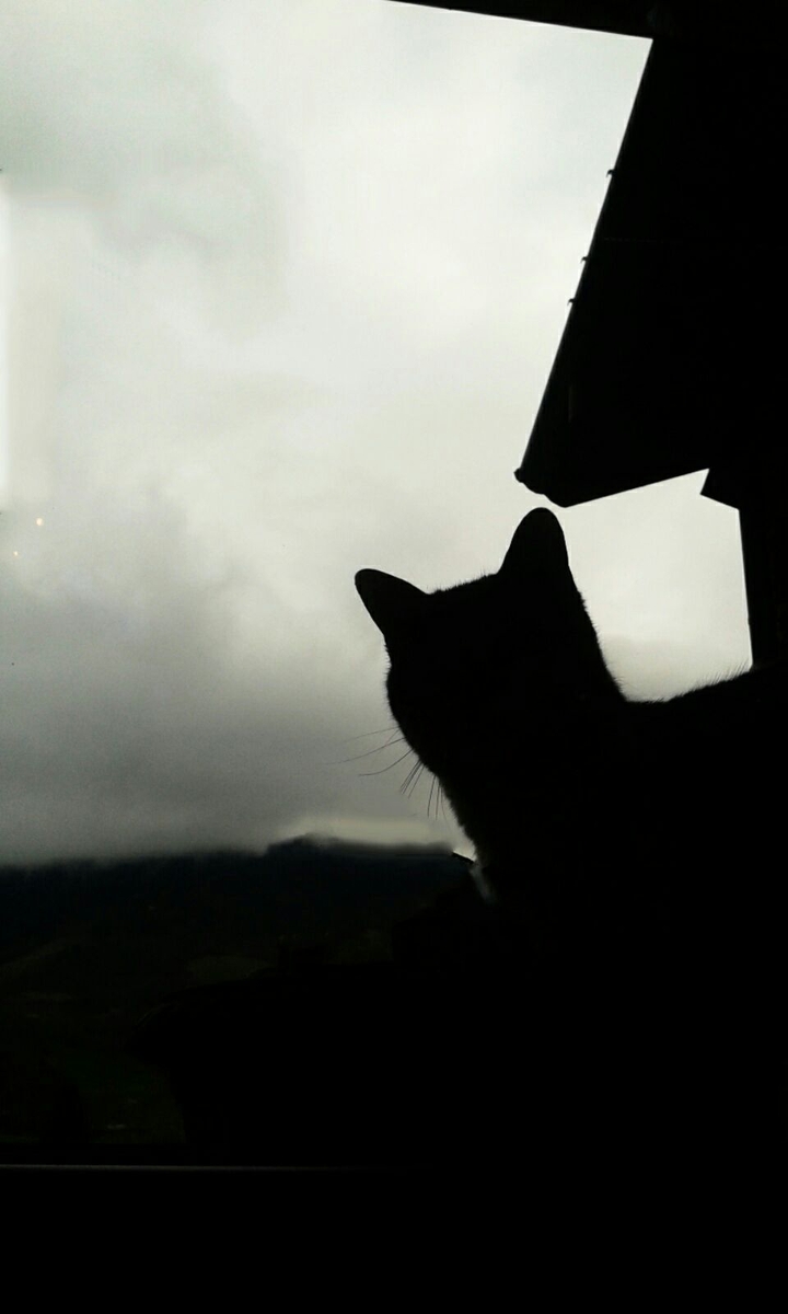 Cat in the rain