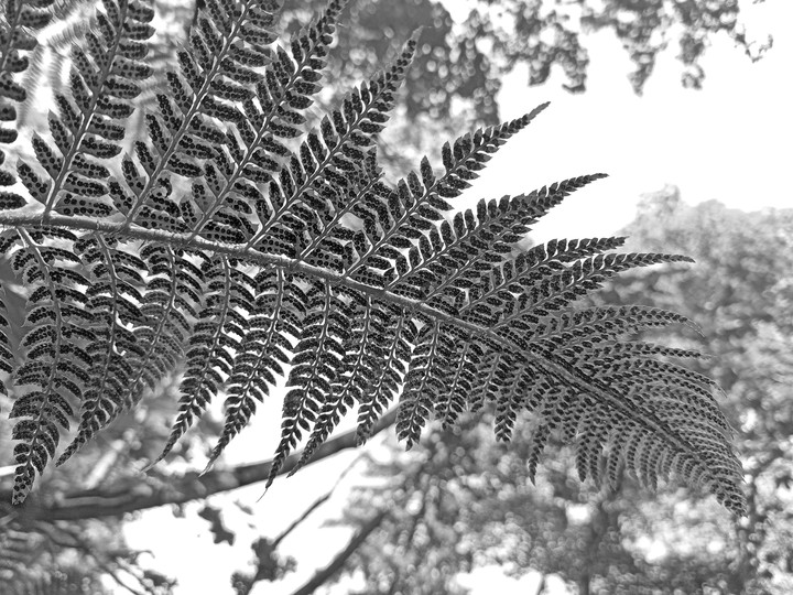 bracken