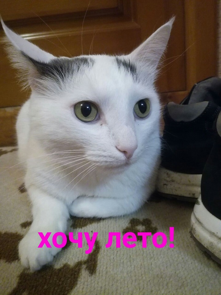 Кот