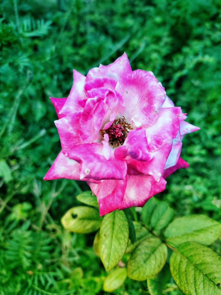 pink rose