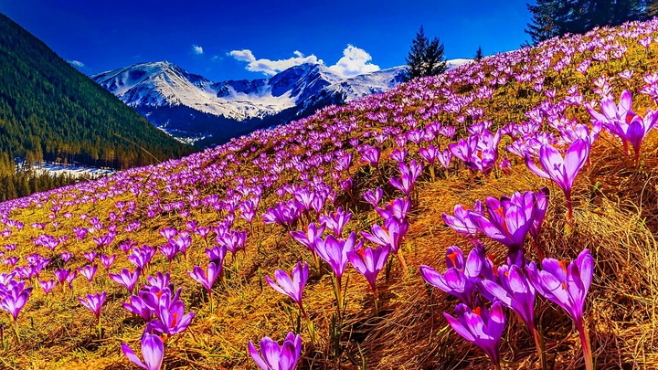 snow with beautiful flowers