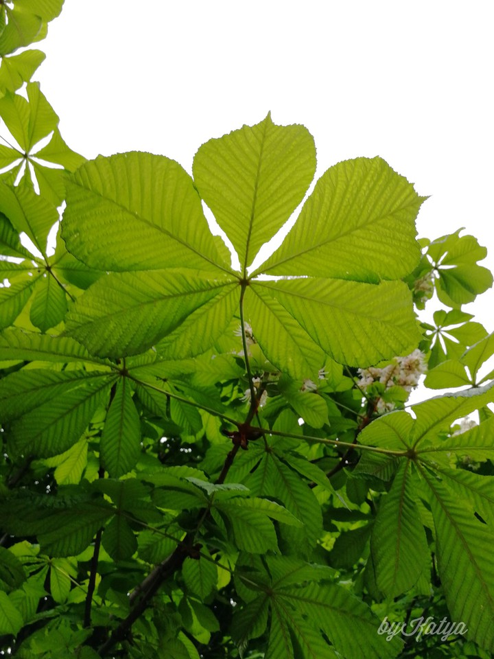 chestnut leaves