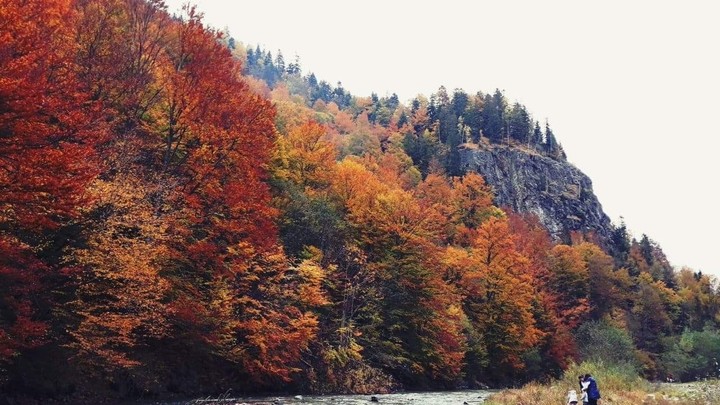 Trees