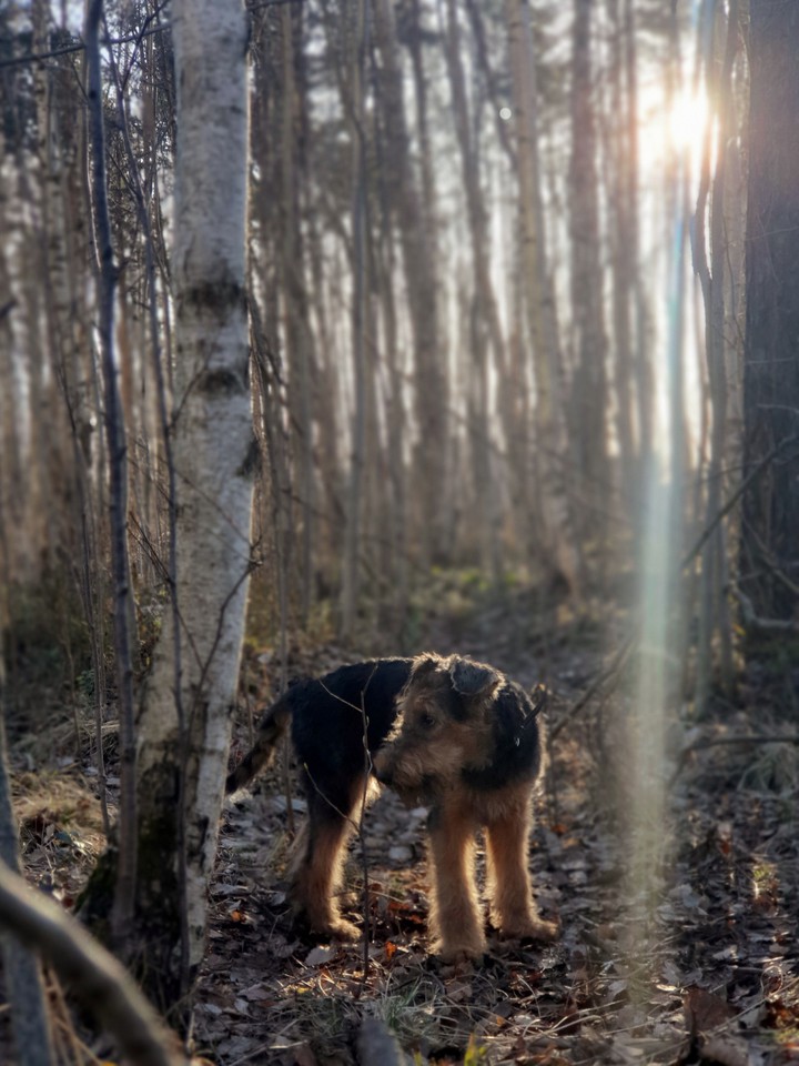 puppy in sunrise