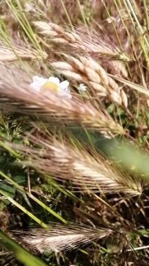 chamomile