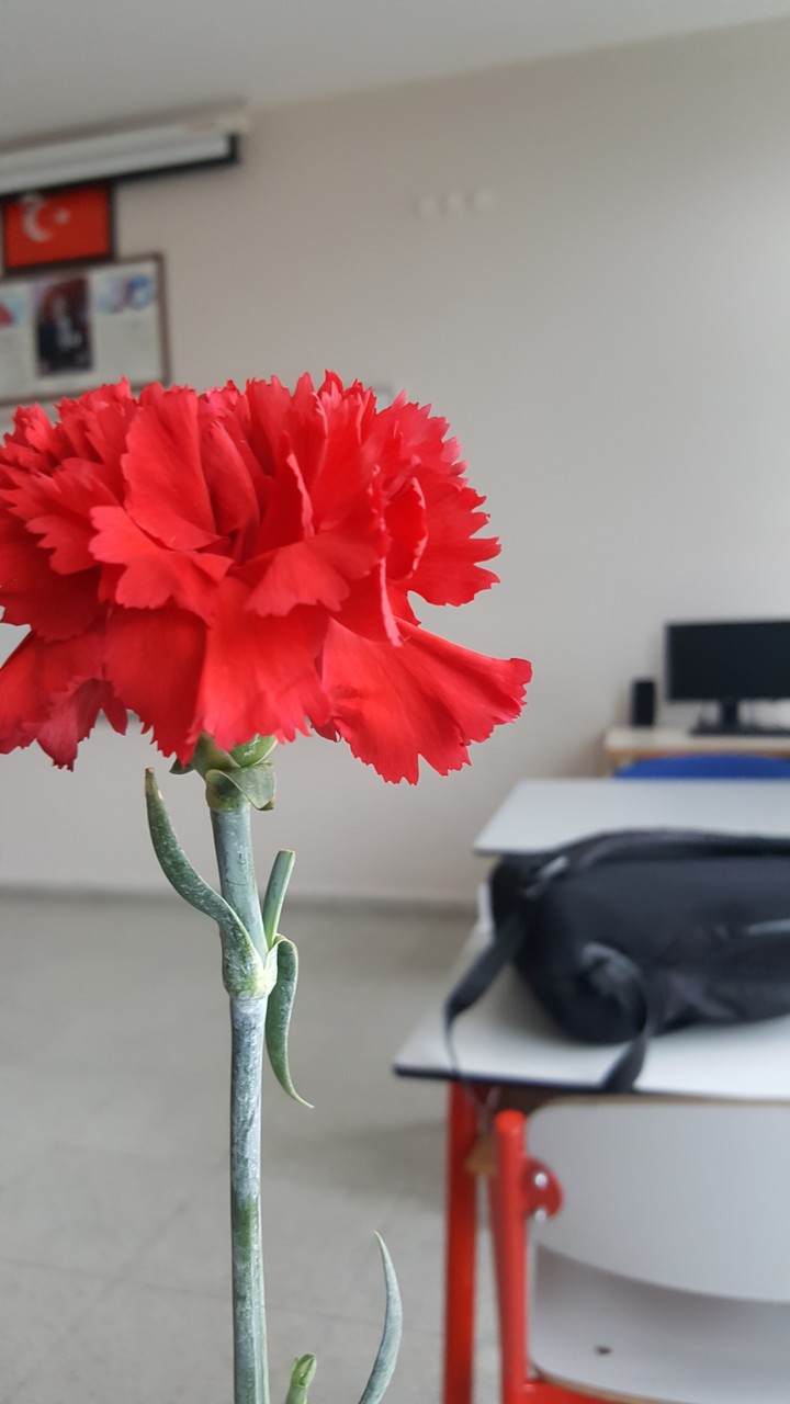 Dianthus