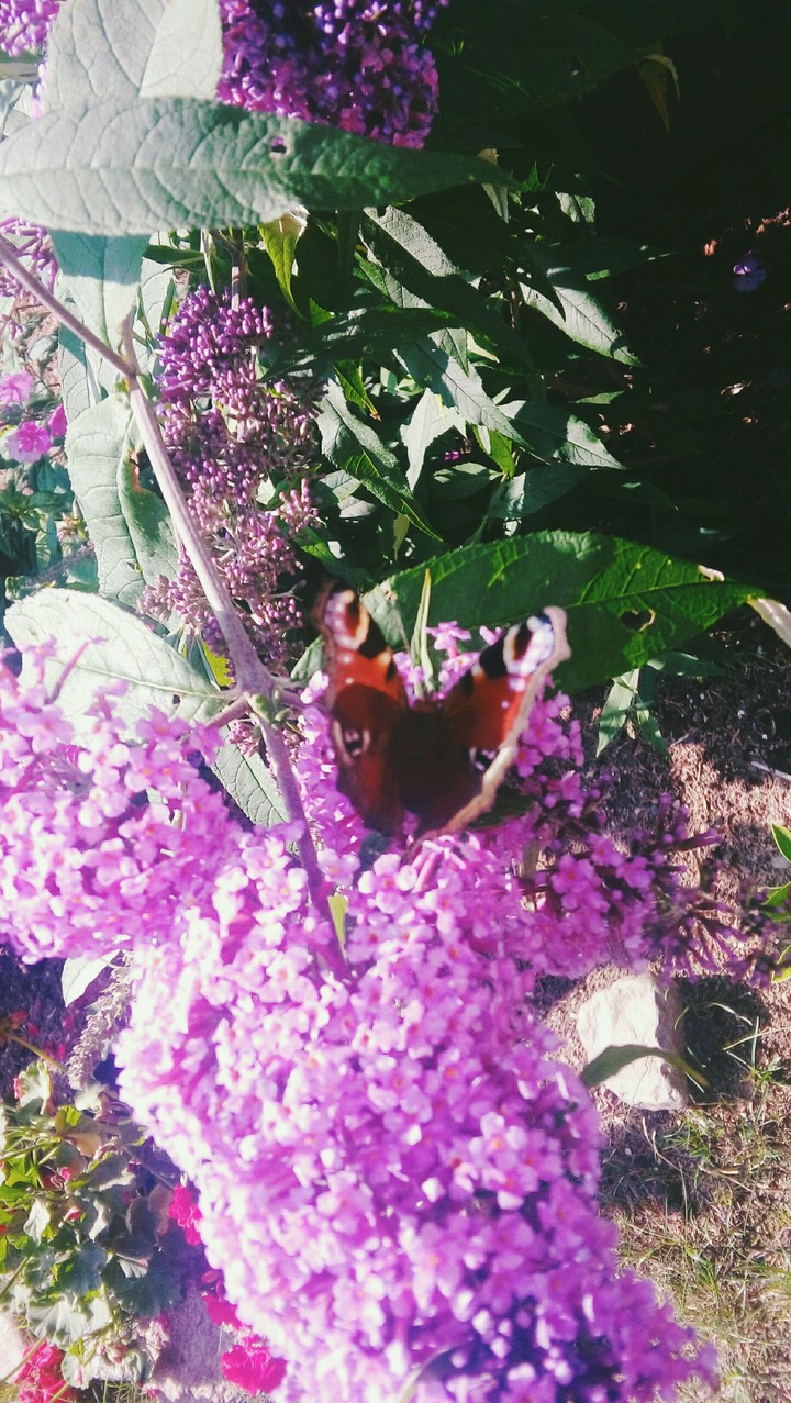 butterfly