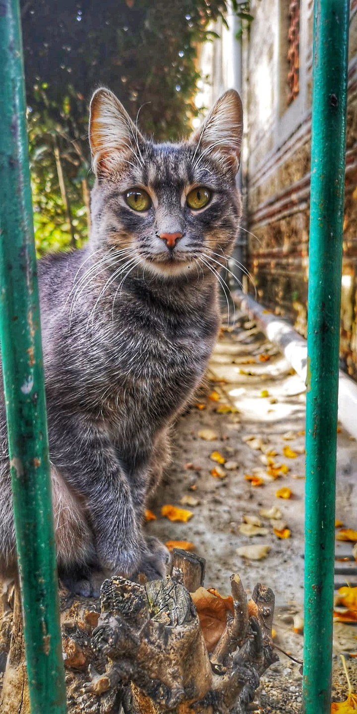 cat