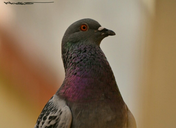hi ...