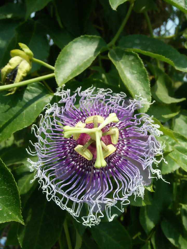Different type's Flower