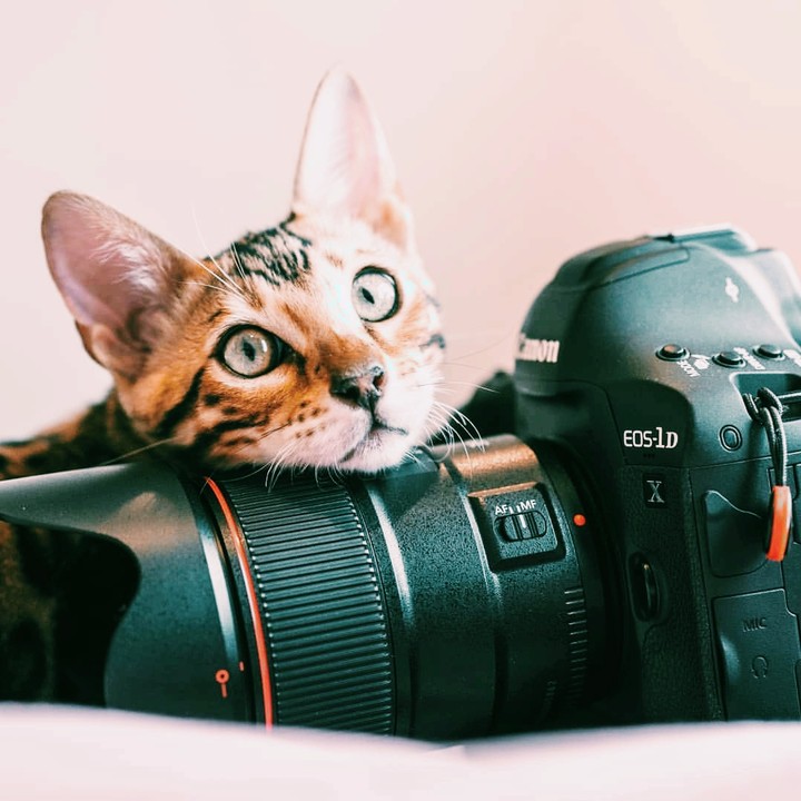 Canon cat