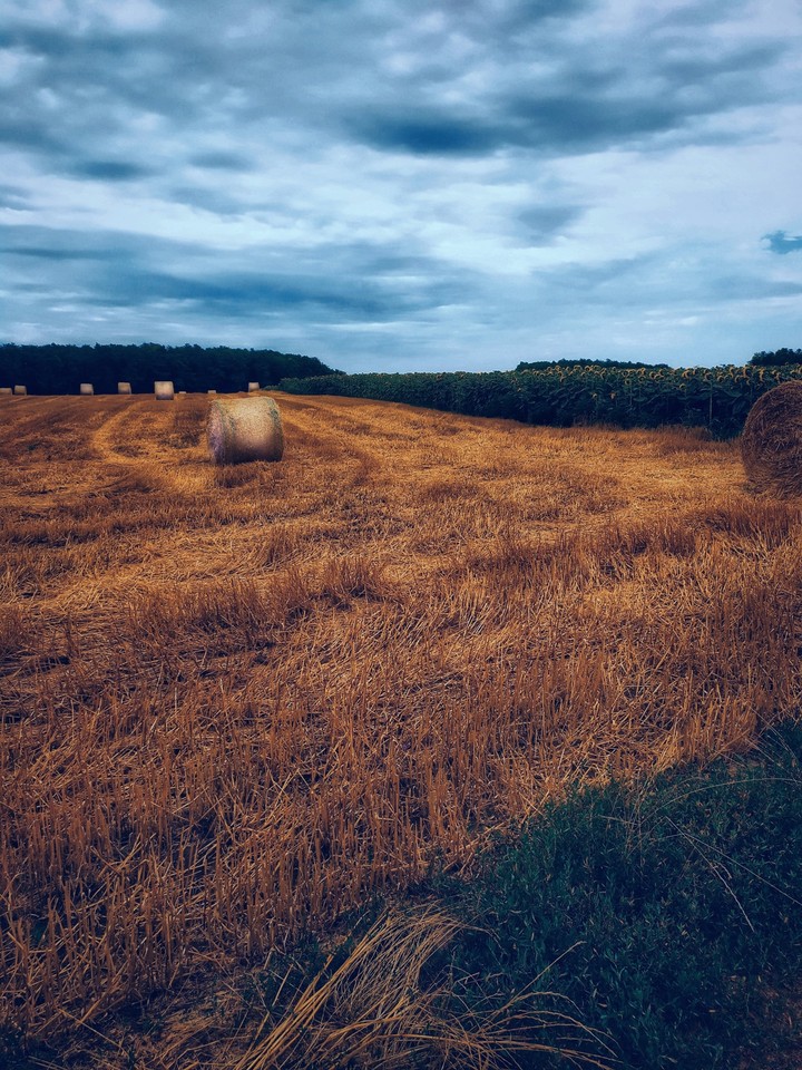 field