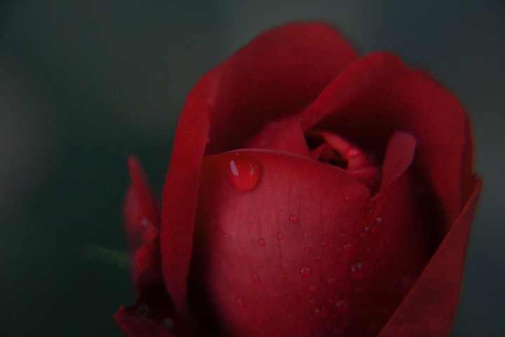 Red rose