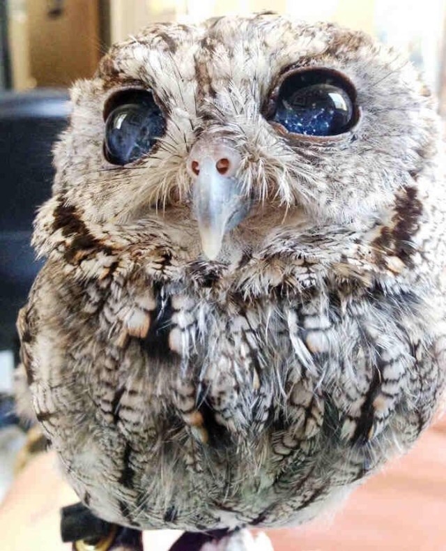 Owl Stars