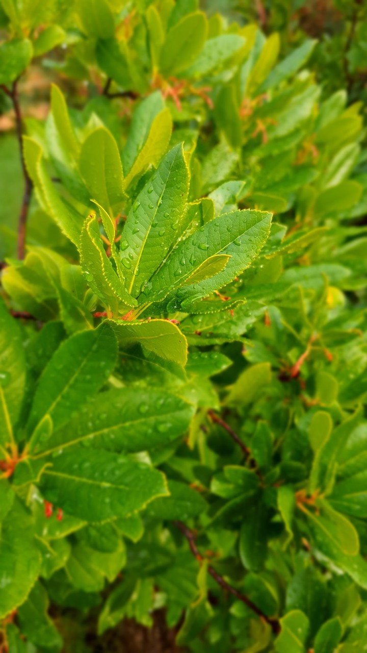 Wet Greens