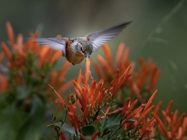 bird