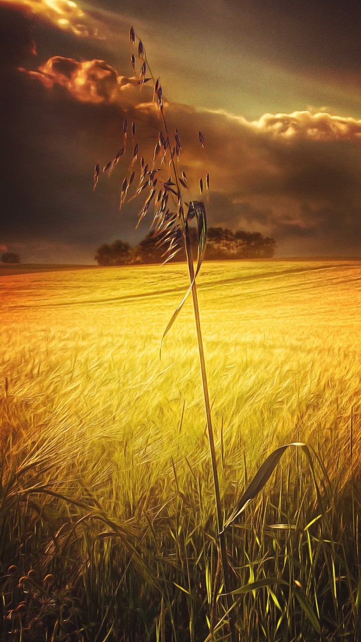 Wheat