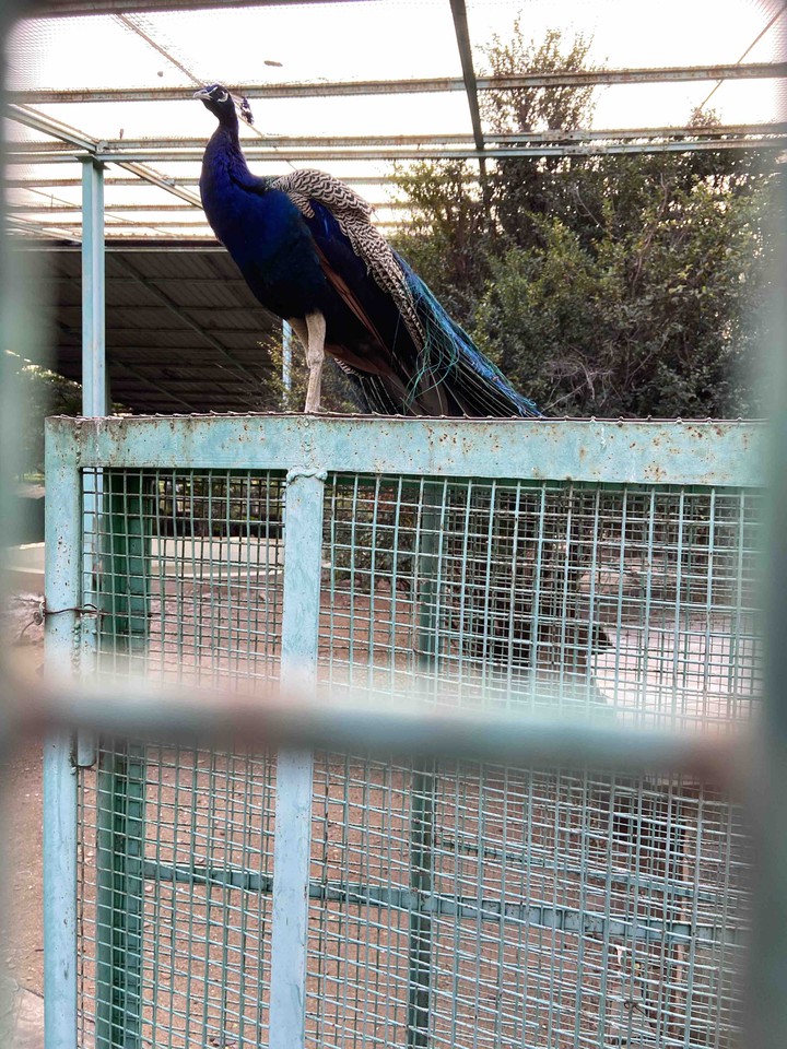 Peacock ?