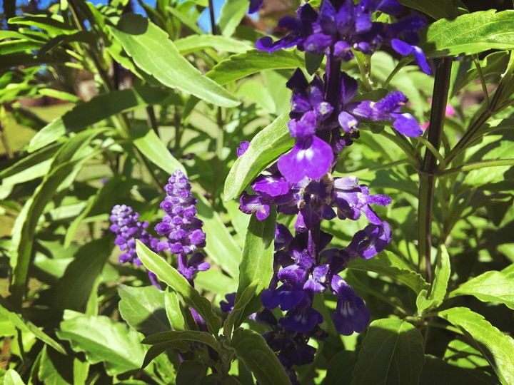 flower