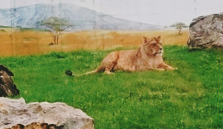 lioness ❤