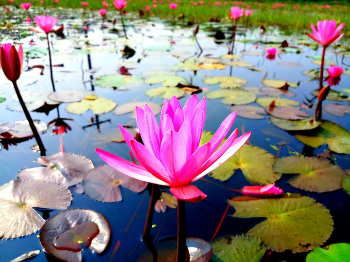 Water Lily