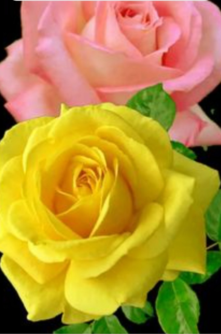 Rose flower