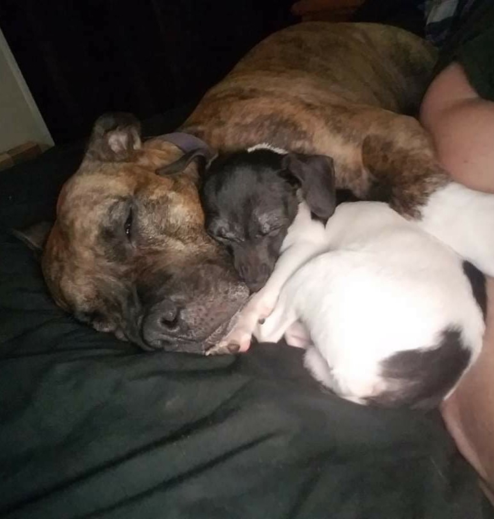 MARLEY AND BRODY