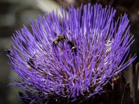 خلفيات wildflower, arthropod