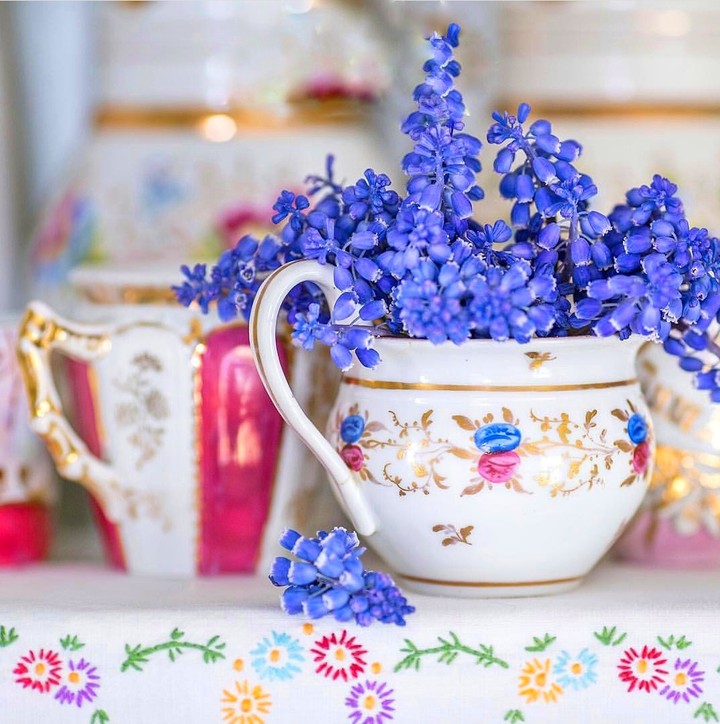 muscari