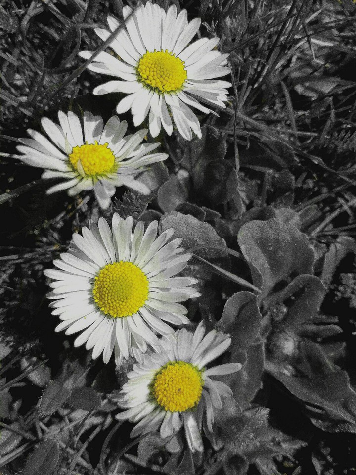 spring