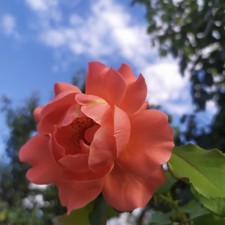 rose&sky