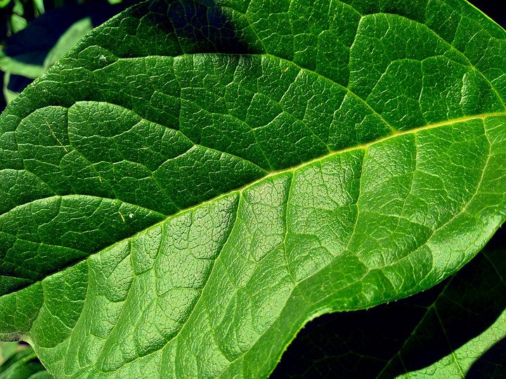 green list