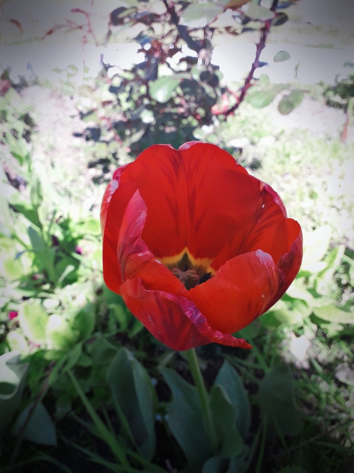 red